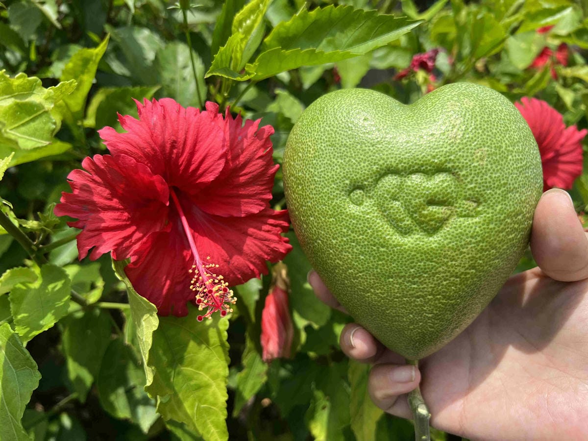 111年期間限定採文旦柚一日遊-柚見幸福 (32).jpg 111年期間限定採文旦柚一日遊-柚見幸福 (32).jpg