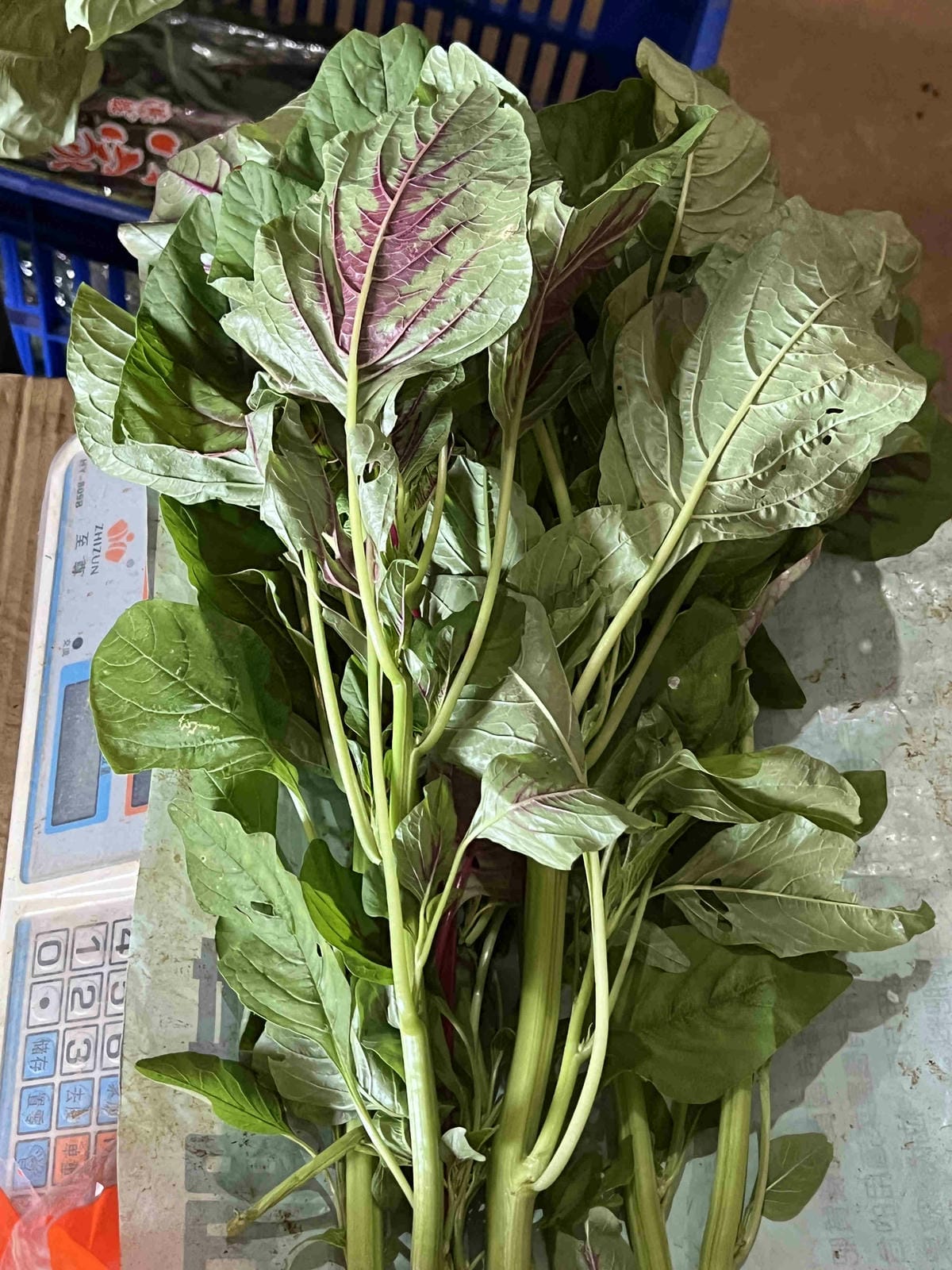 111年期間限定採文旦柚一日遊-柚見幸福 (100).jpg 111年期間限定採文旦柚一日遊-柚見幸福 (100).jpg