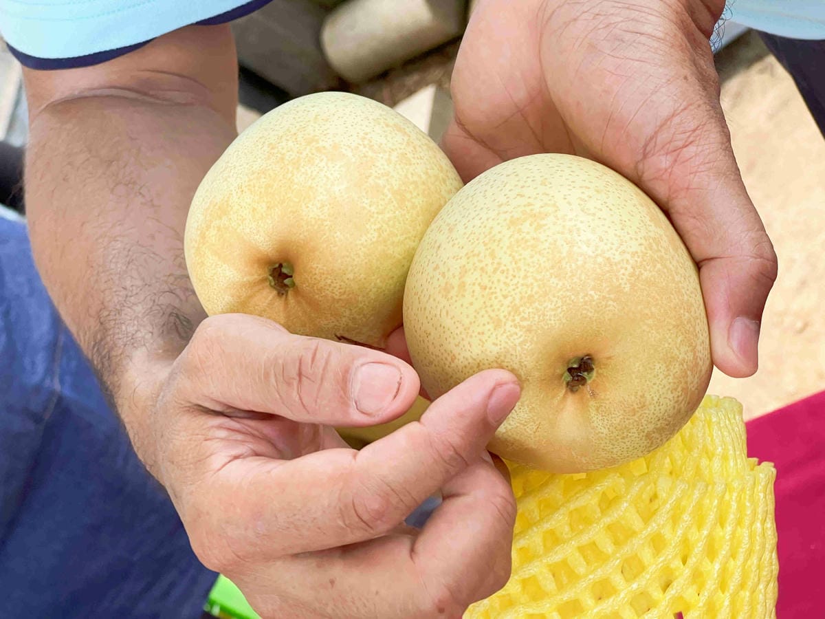 111年期間限定採文旦柚一日遊-柚見幸福 (21).jpg 111年期間限定採文旦柚一日遊-柚見幸福 (21).jpg