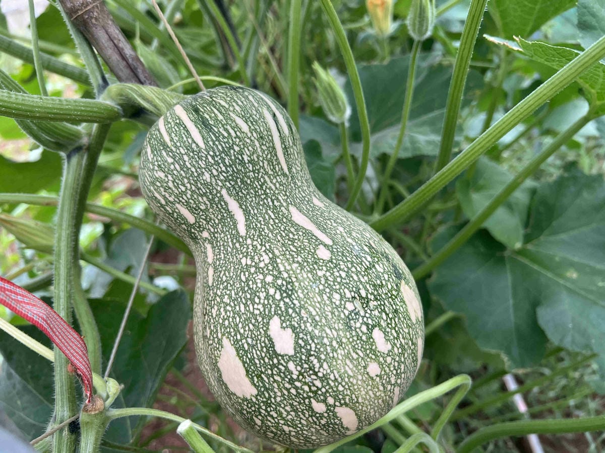 111年期間限定採文旦柚一日遊-柚見幸福 (90).jpg 111年期間限定採文旦柚一日遊-柚見幸福 (90).jpg