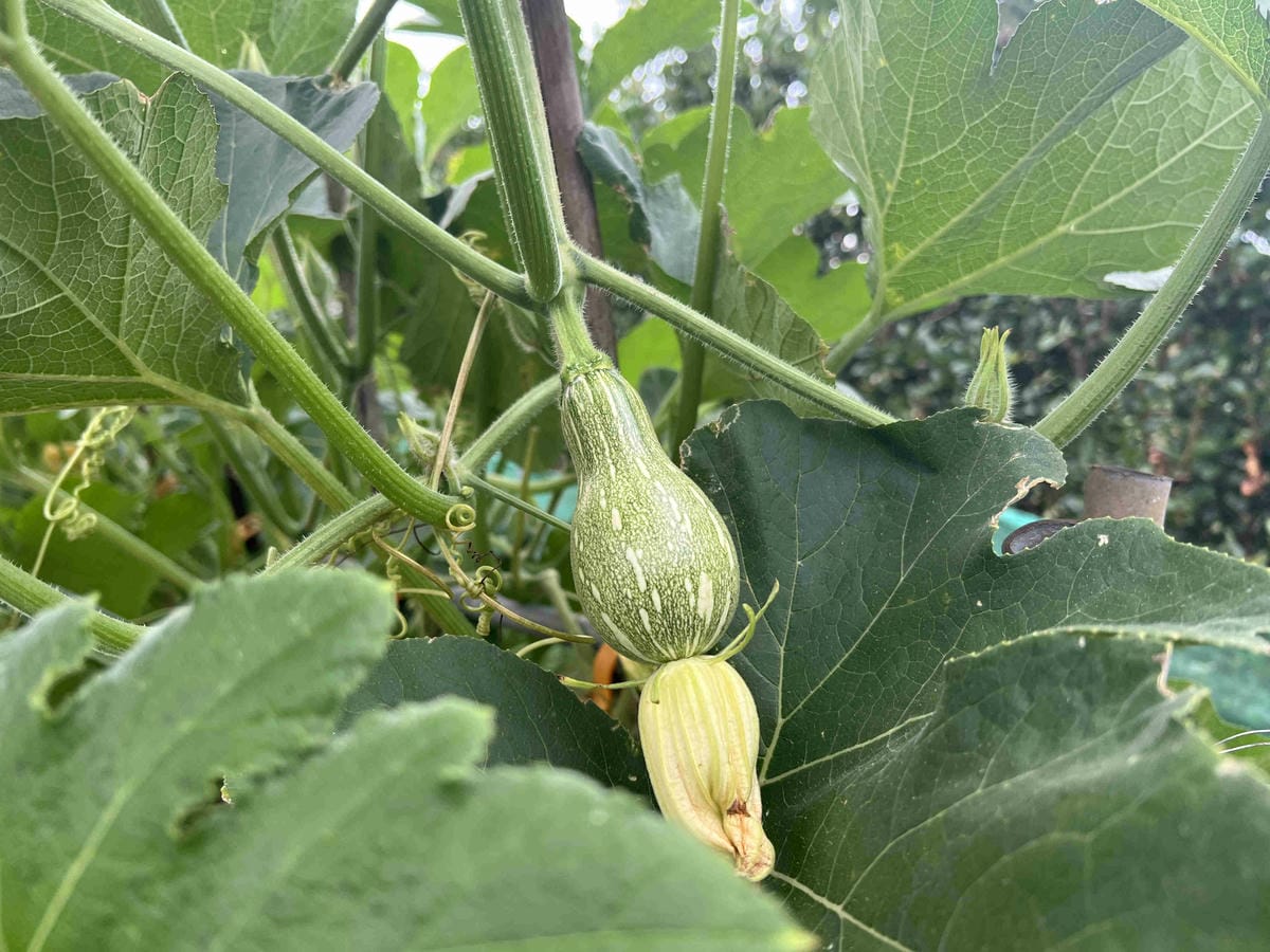 111年期間限定採文旦柚一日遊-柚見幸福 (89).jpg 111年期間限定採文旦柚一日遊-柚見幸福 (89).jpg