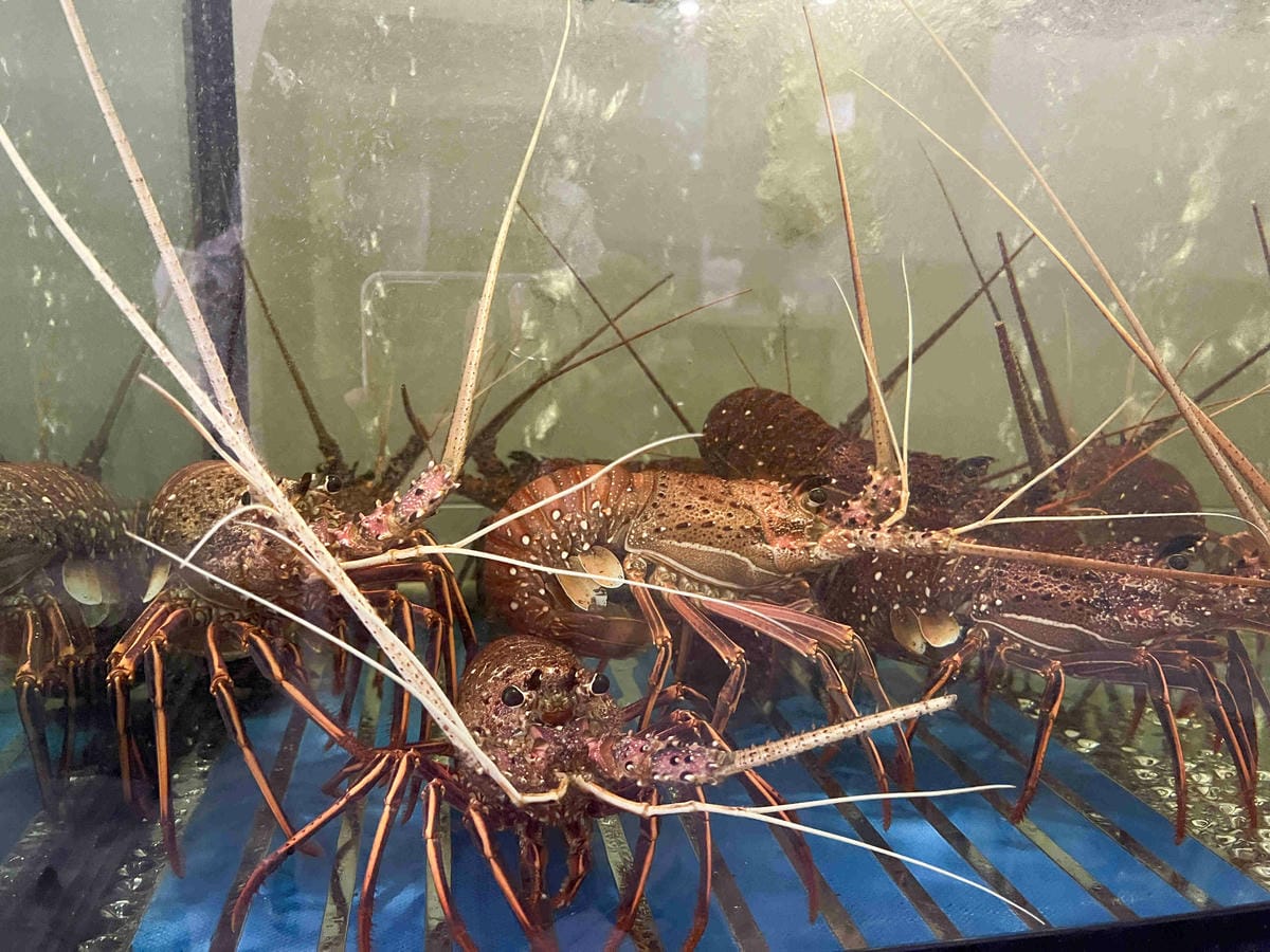 明水然樂林森 (11).jpg 明水然樂林森 (11).jpg