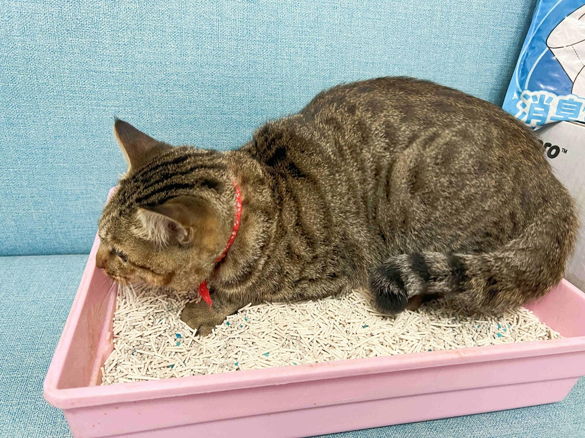 妮可露貓砂 (22).jpg 妮可露貓砂 (22).jpg