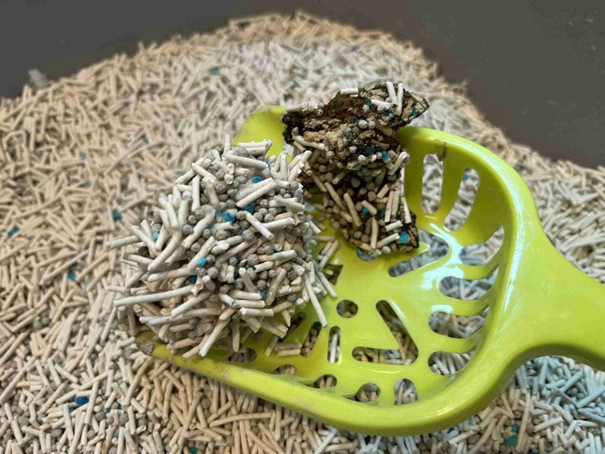 妮可露貓砂 (37).jpg 妮可露貓砂 (37).jpg