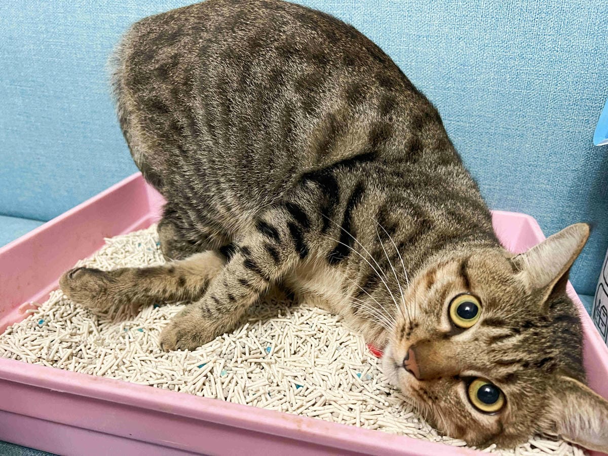 妮可露貓砂 (32).jpg 妮可露貓砂 (32).jpg