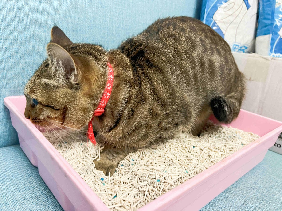 妮可露貓砂 (23).jpg 妮可露貓砂 (23).jpg