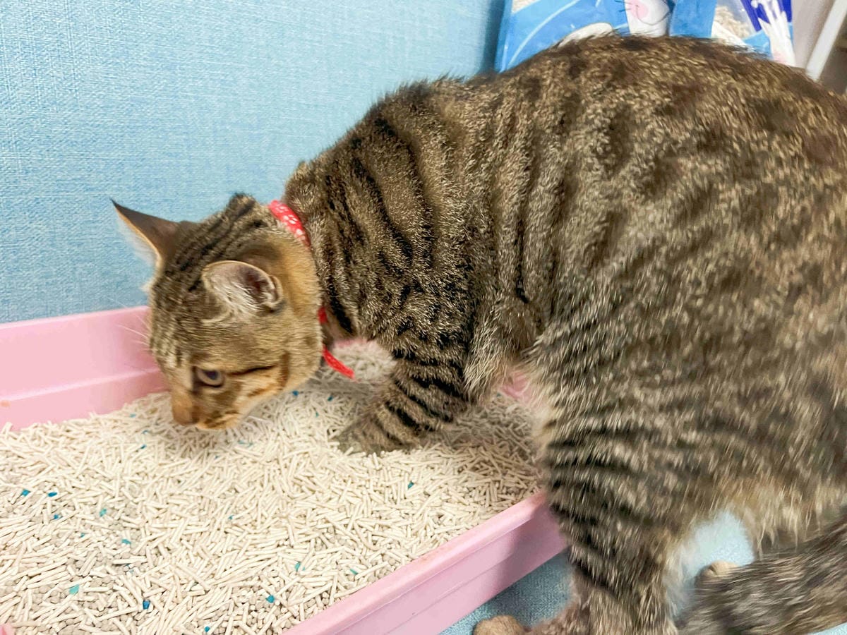 妮可露貓砂 (21).jpg 妮可露貓砂 (21).jpg