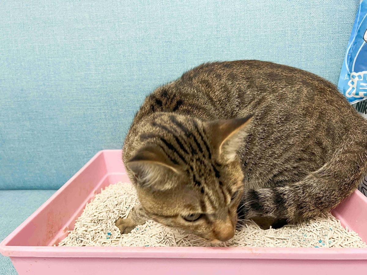 妮可露貓砂 (25).jpg 妮可露貓砂 (25).jpg