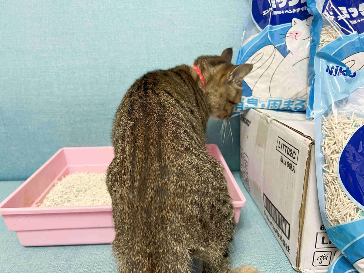 妮可露貓砂 (20).jpg 妮可露貓砂 (20).jpg