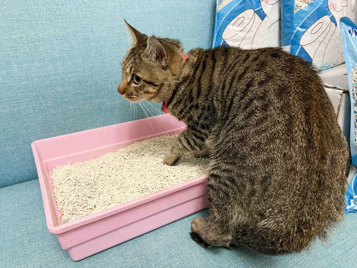 妮可露貓砂 (19).jpg 妮可露貓砂 (19).jpg