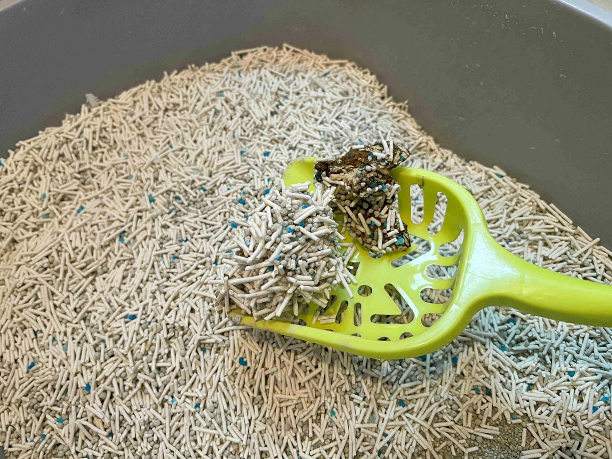 妮可露貓砂 (36).jpg 妮可露貓砂 (36).jpg