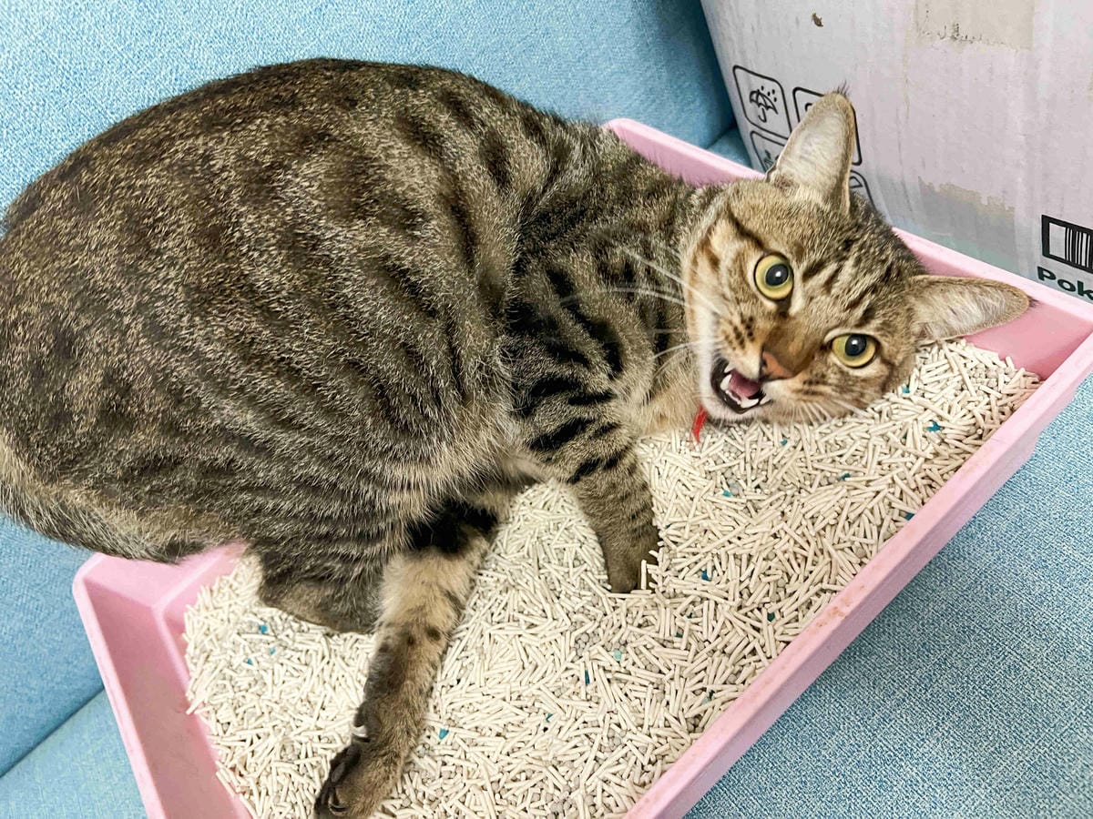 妮可露貓砂 (31).jpg 妮可露貓砂 (31).jpg