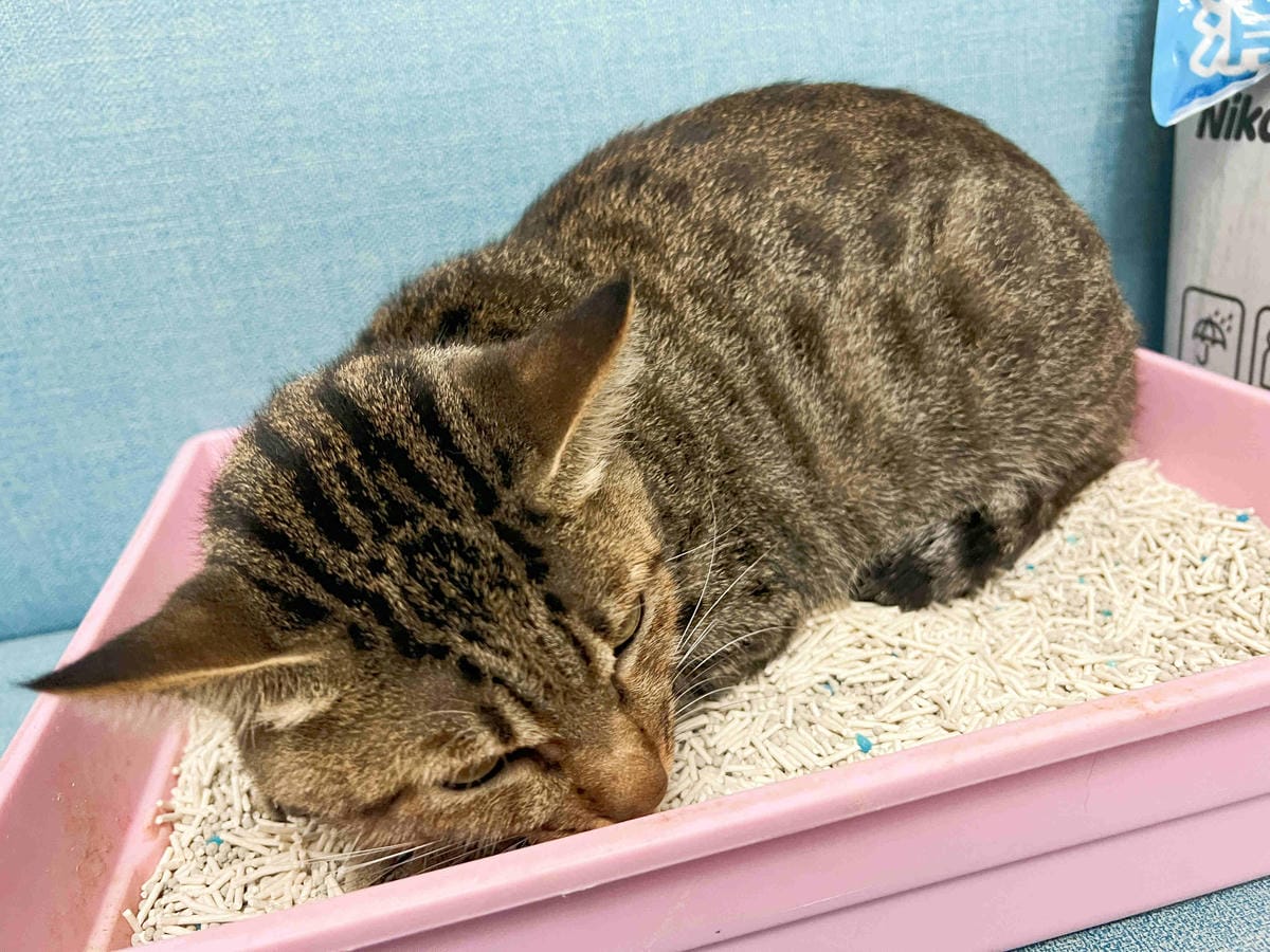 妮可露貓砂 (26).jpg 妮可露貓砂 (26).jpg