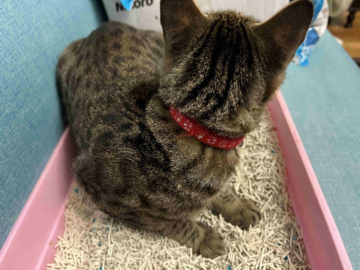 妮可露貓砂 (27).jpg 妮可露貓砂 (27).jpg