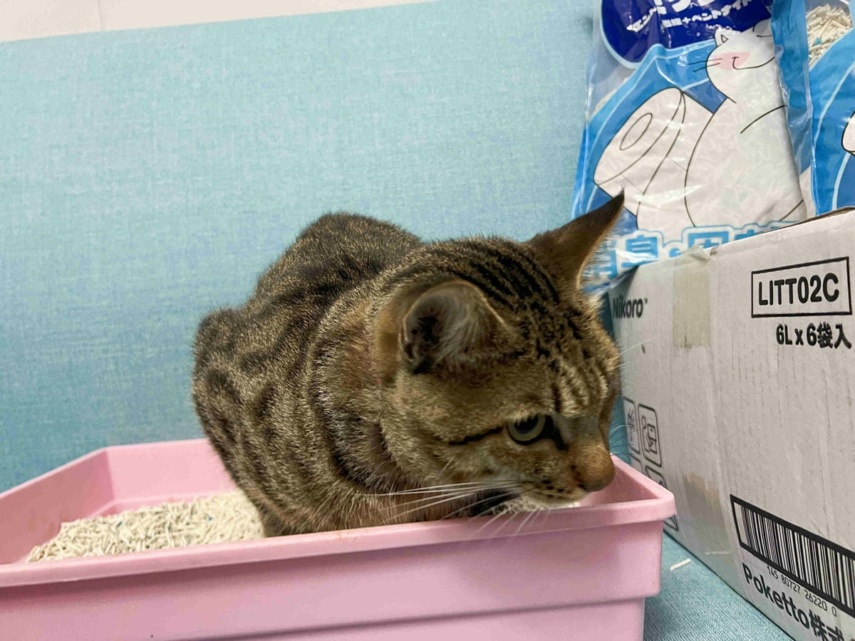 妮可露貓砂 (28).jpg 妮可露貓砂 (28).jpg