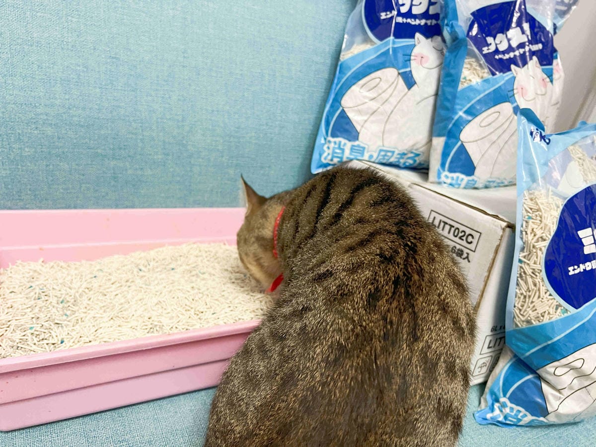 妮可露貓砂 (18).jpg 妮可露貓砂 (18).jpg