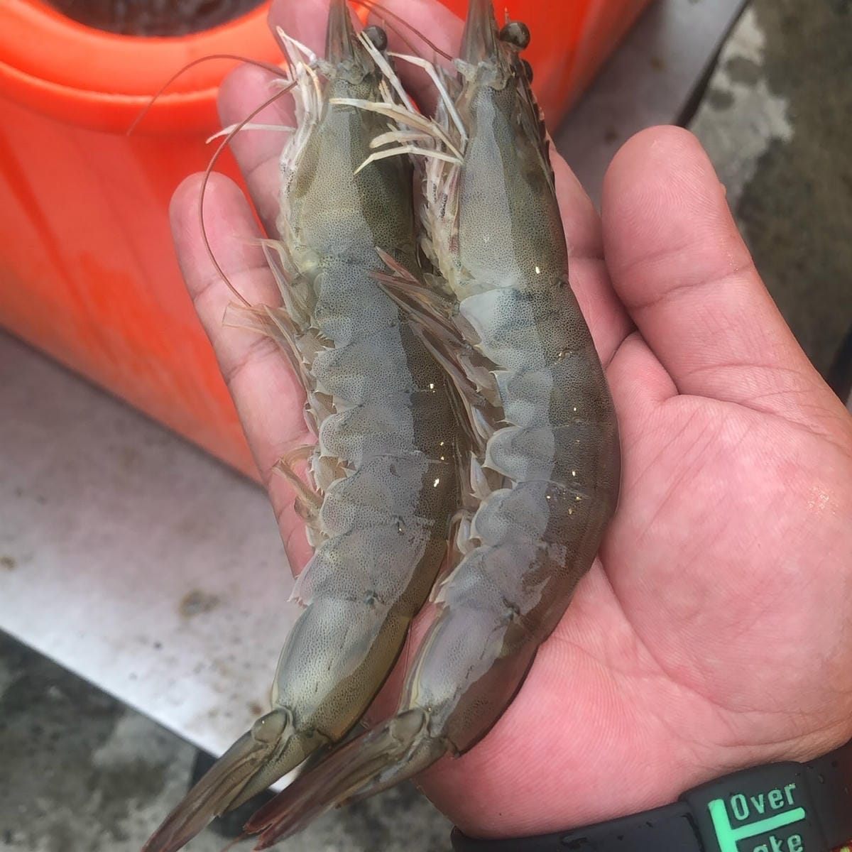 /tmp/phpImq8mH /tmp/phpImq8mH