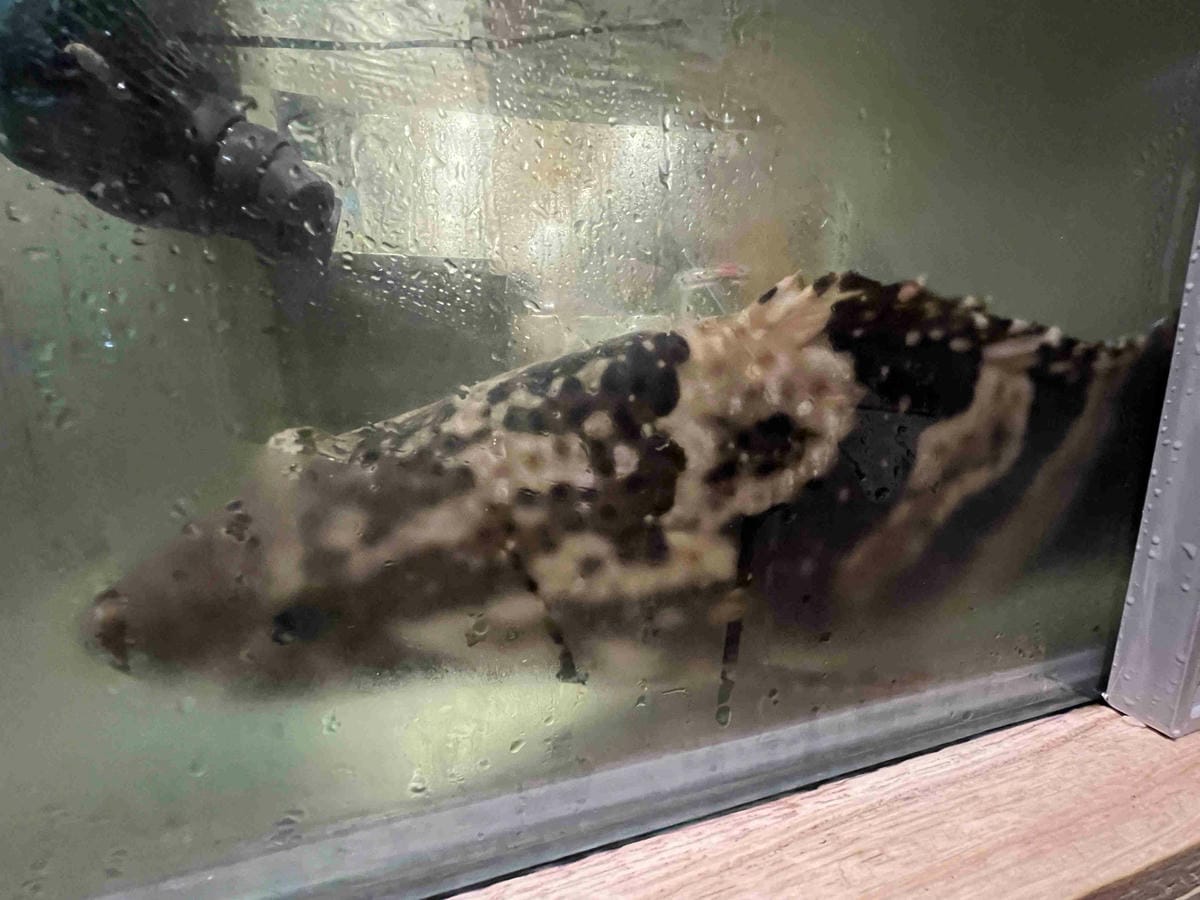 雙囍鍋物 (19).jpg 雙囍鍋物 (19).jpg