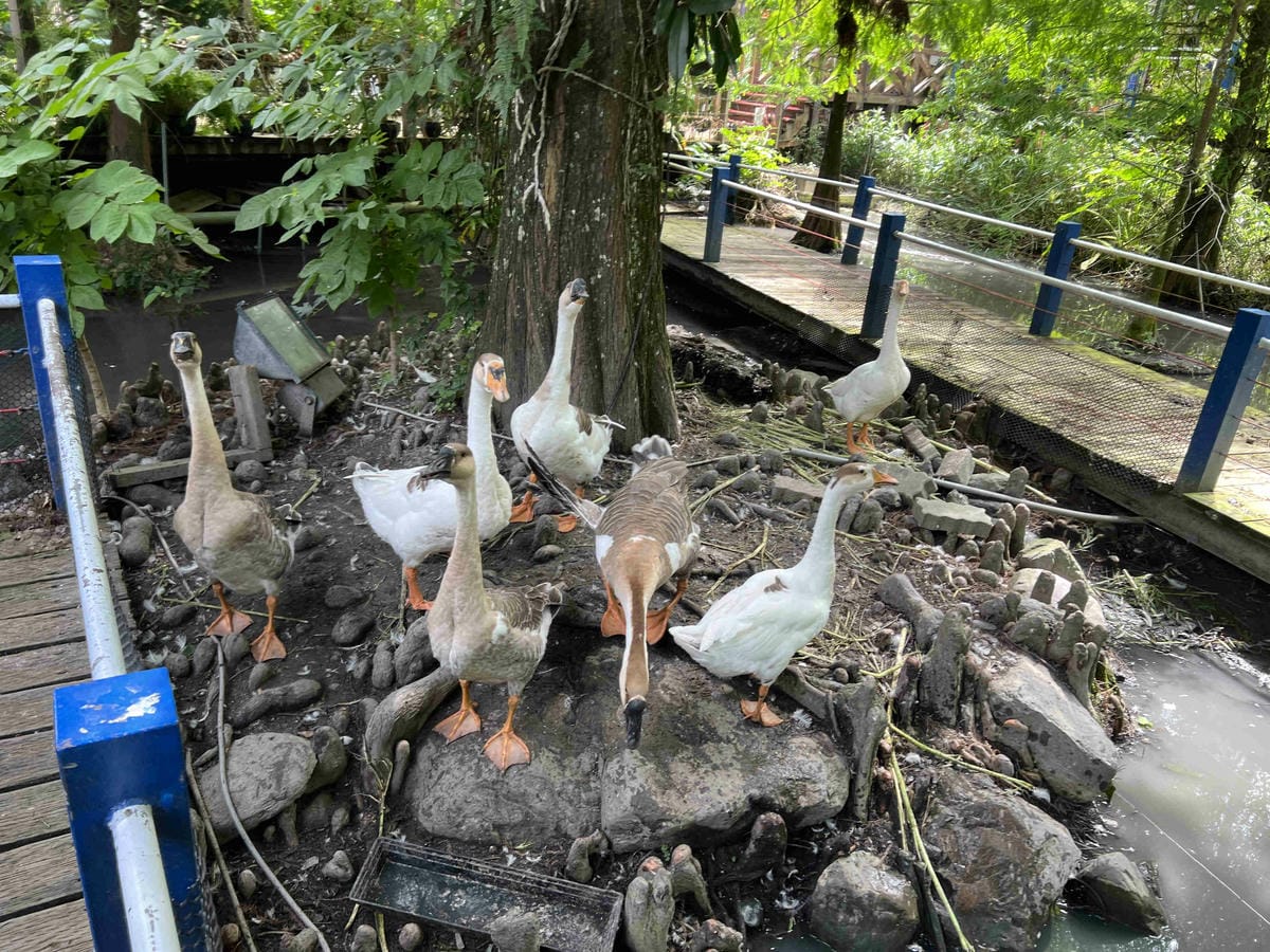 楓樺台一渡假村 (13).jpg 楓樺台一渡假村 (13).jpg