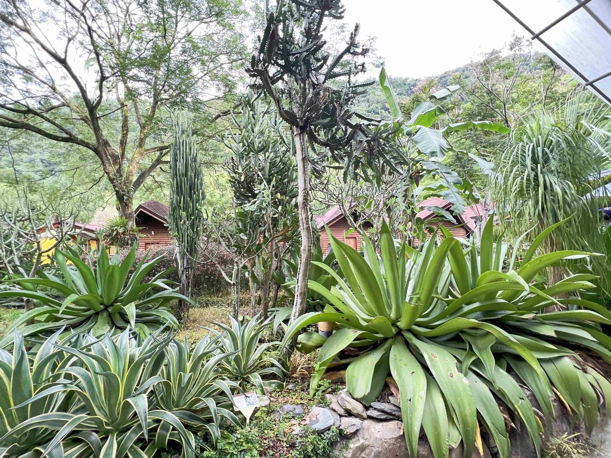 楓樺台一渡假村 (91).jpg 楓樺台一渡假村 (91).jpg