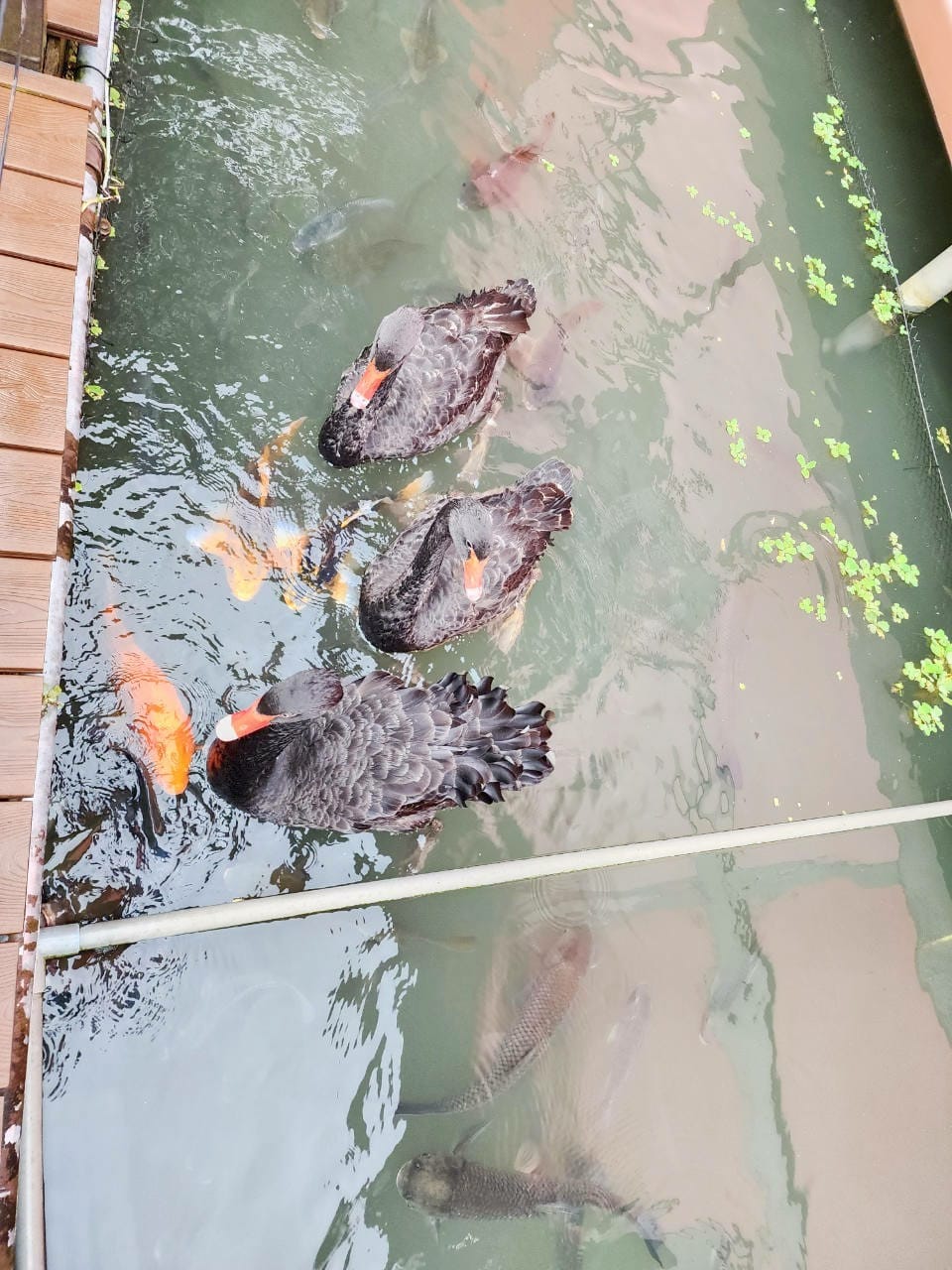 楓樺台一渡假村 (208).jpg 楓樺台一渡假村 (208).jpg