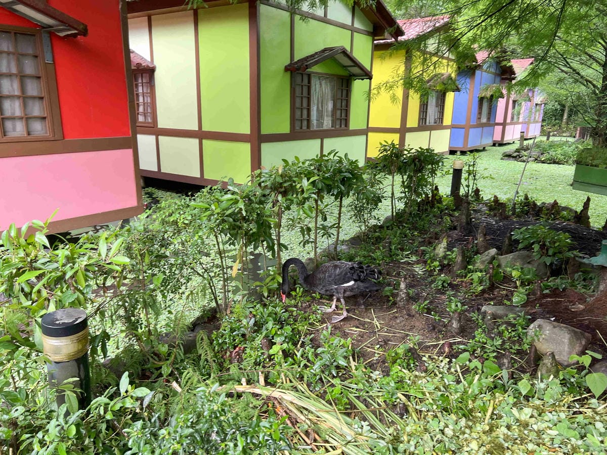 楓樺台一渡假村 (88).jpg 楓樺台一渡假村 (88).jpg