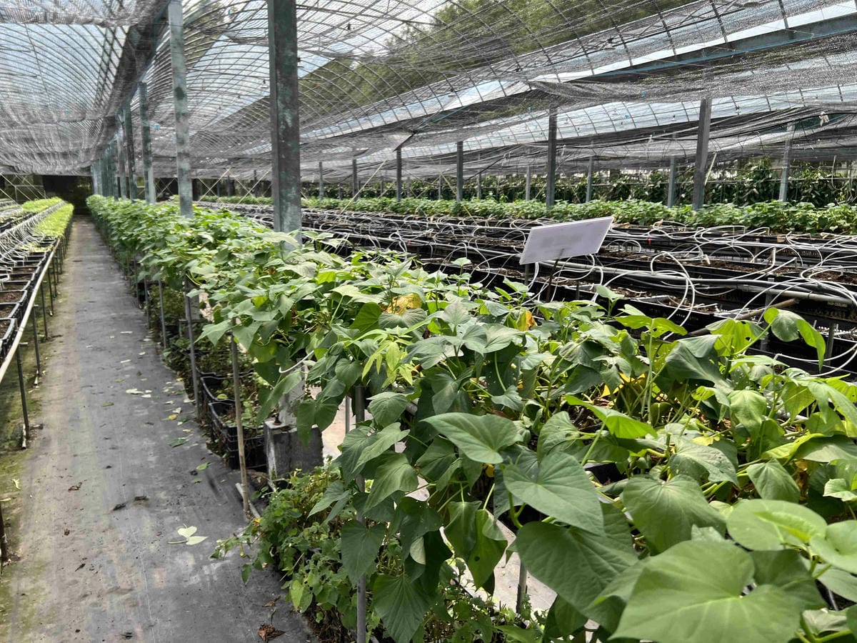 楓樺台一渡假村 (12).jpg 楓樺台一渡假村 (12).jpg