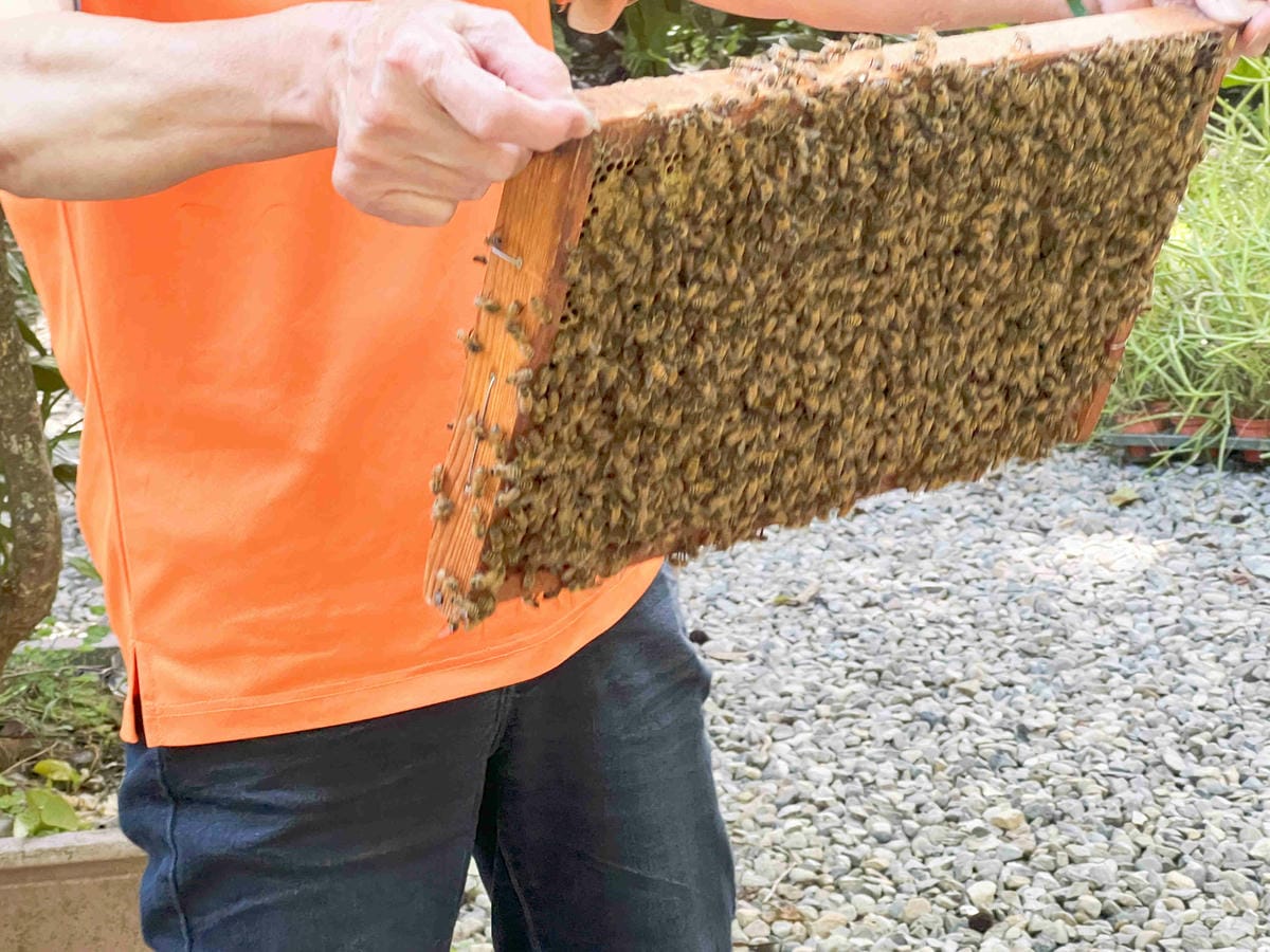 楓樺台一渡假村 (193).jpg 楓樺台一渡假村 (193).jpg