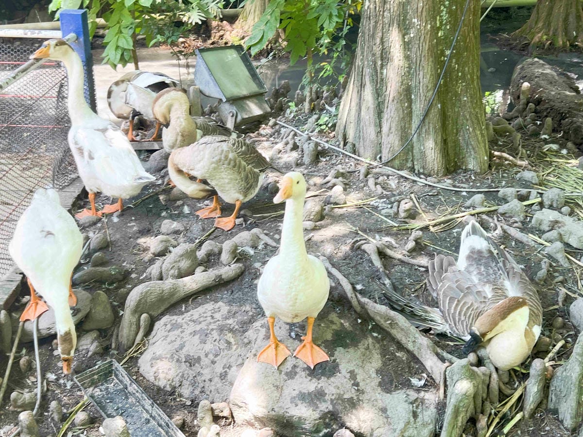 楓樺台一渡假村 (200).jpg 楓樺台一渡假村 (200).jpg