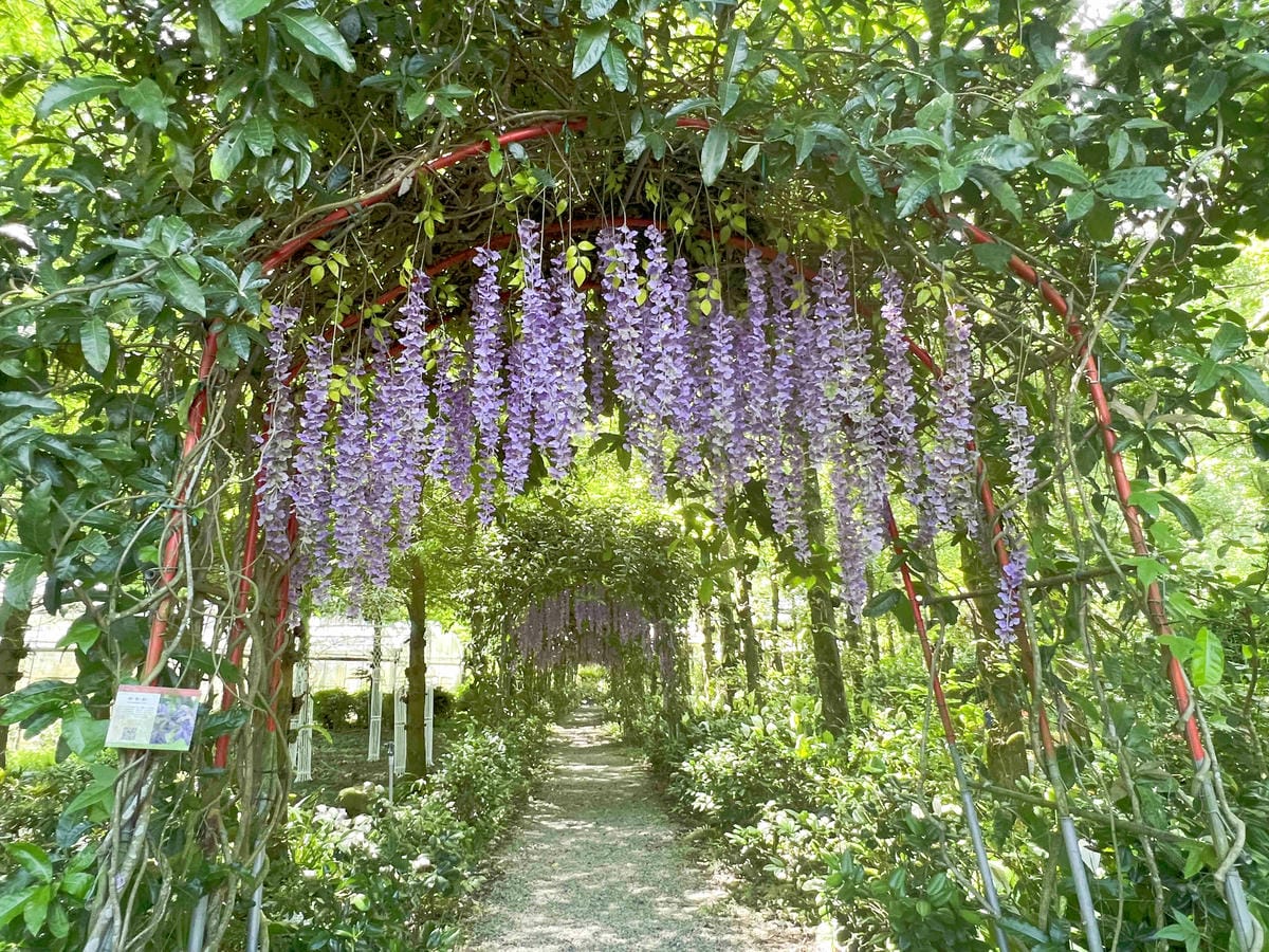 楓樺台一渡假村 (198).jpg 楓樺台一渡假村 (198).jpg