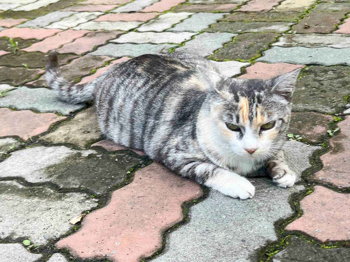 楓樺台一渡假村 (183).jpg 楓樺台一渡假村 (183).jpg