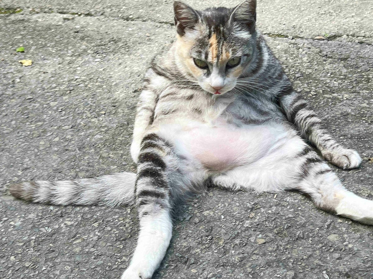 楓樺台一渡假村 (184).jpg 楓樺台一渡假村 (184).jpg