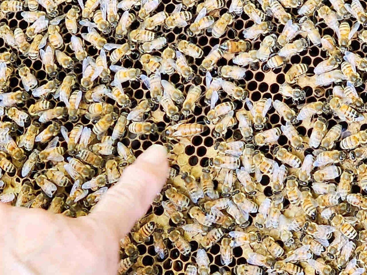 楓樺台一渡假村 (203).jpg 楓樺台一渡假村 (203).jpg