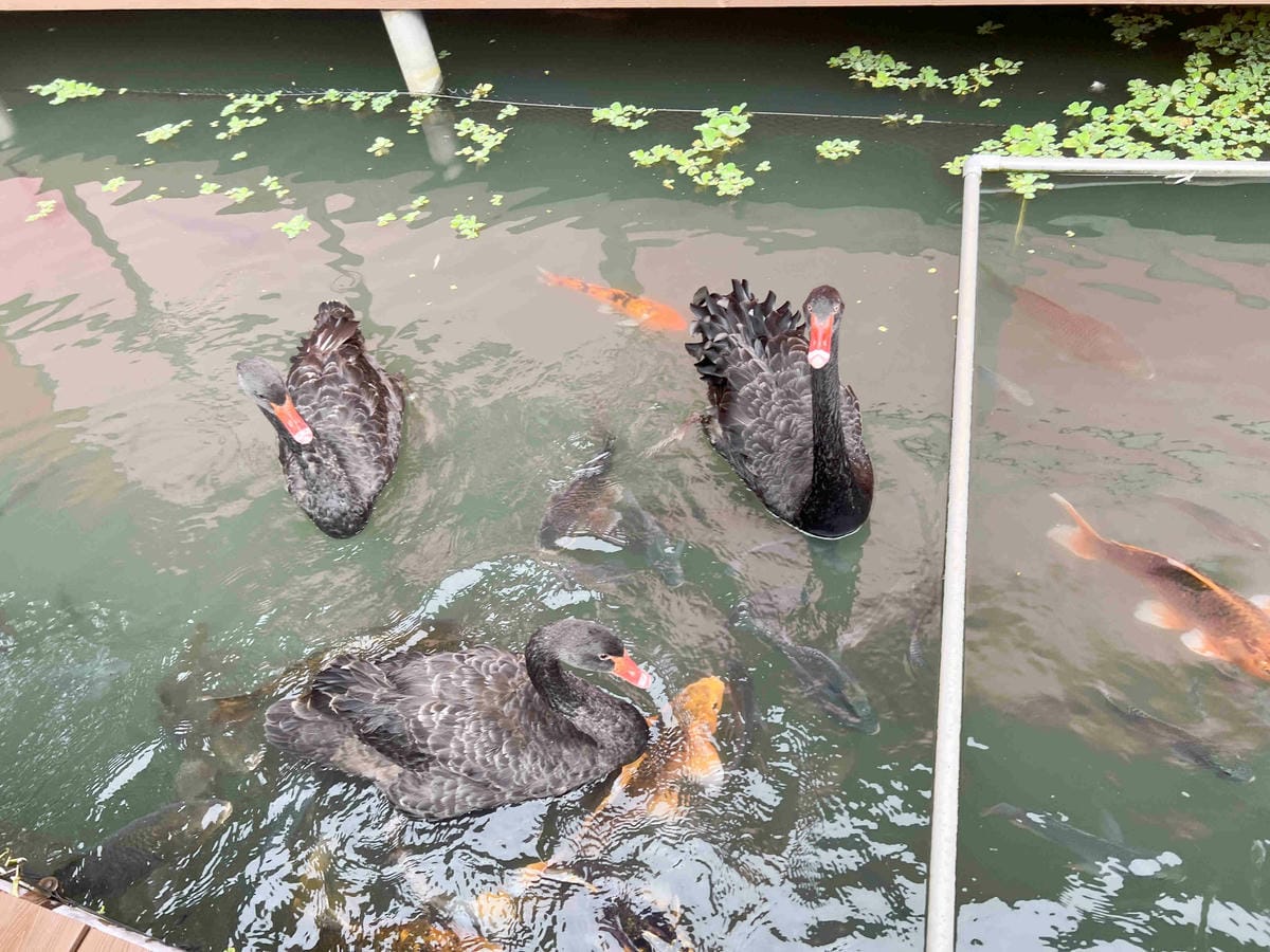 楓樺台一渡假村 (89).jpg 楓樺台一渡假村 (89).jpg