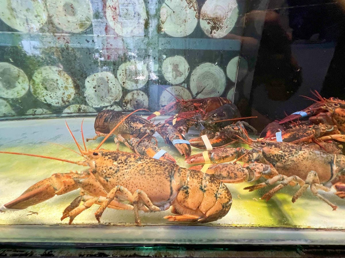 舞古賀鍋物專門店-頂級肉品平價專賣 (47).jpg 舞古賀鍋物專門店-頂級肉品平價專賣 (47).jpg