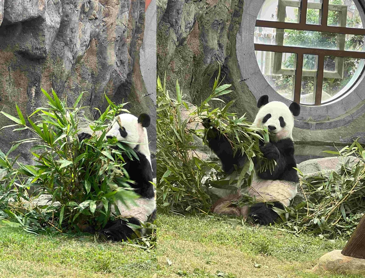 香港海洋公園 (85).jpg 香港海洋公園 (85).jpg