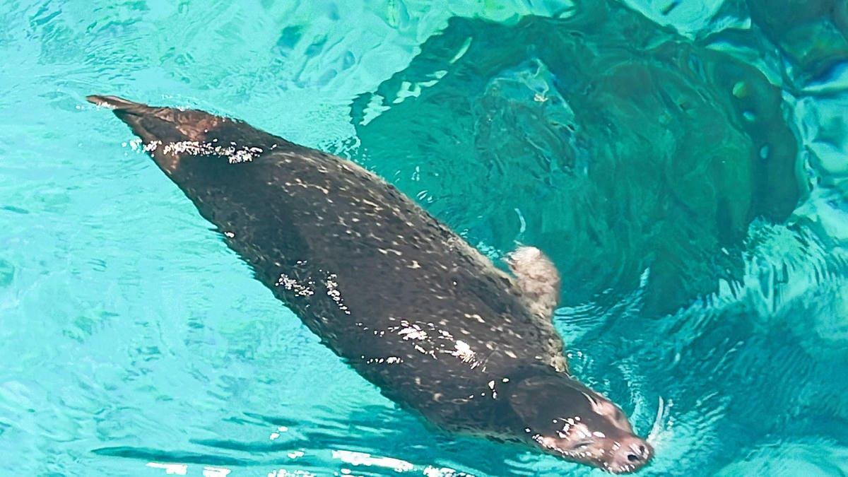 香港海洋公園 (173).jpg 香港海洋公園 (173).jpg