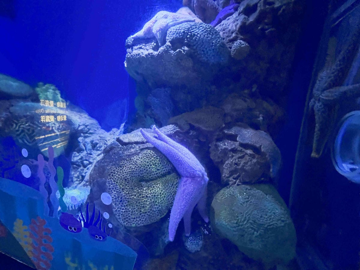 香港海洋公園 (31).jpg 香港海洋公園 (31).jpg