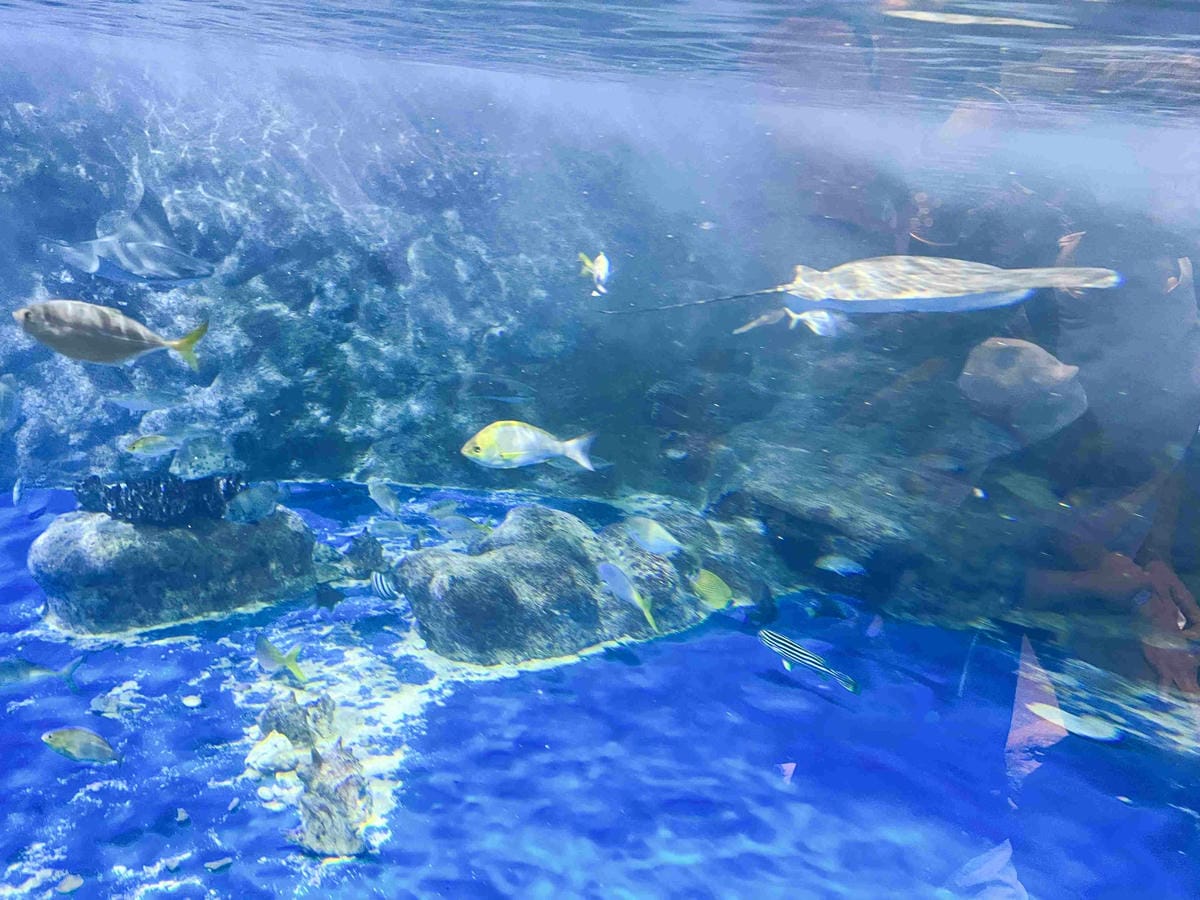 香港海洋公園 (23).jpg 香港海洋公園 (23).jpg