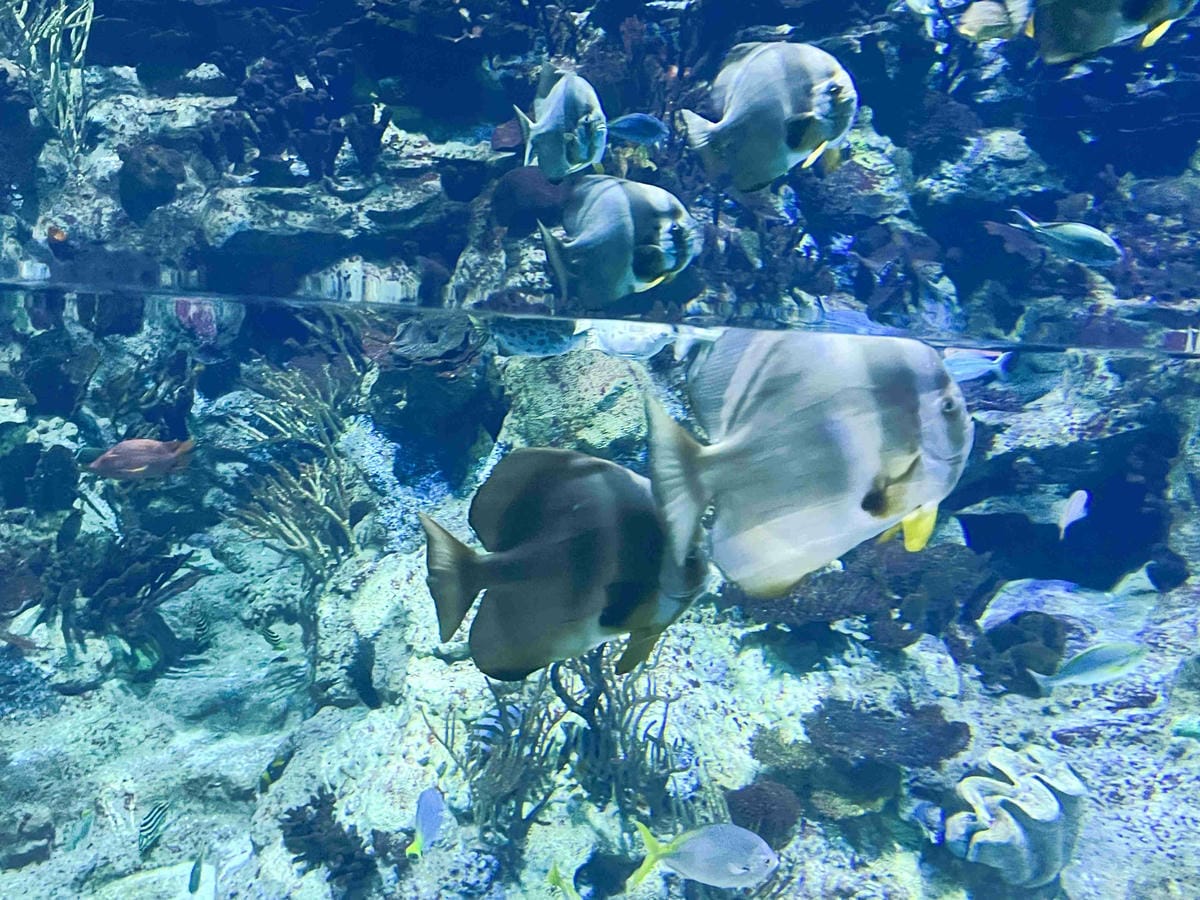 香港海洋公園 (40).jpg 香港海洋公園 (40).jpg