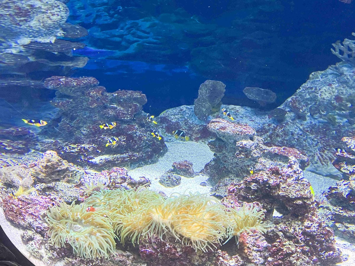 香港海洋公園 (36).jpg 香港海洋公園 (36).jpg