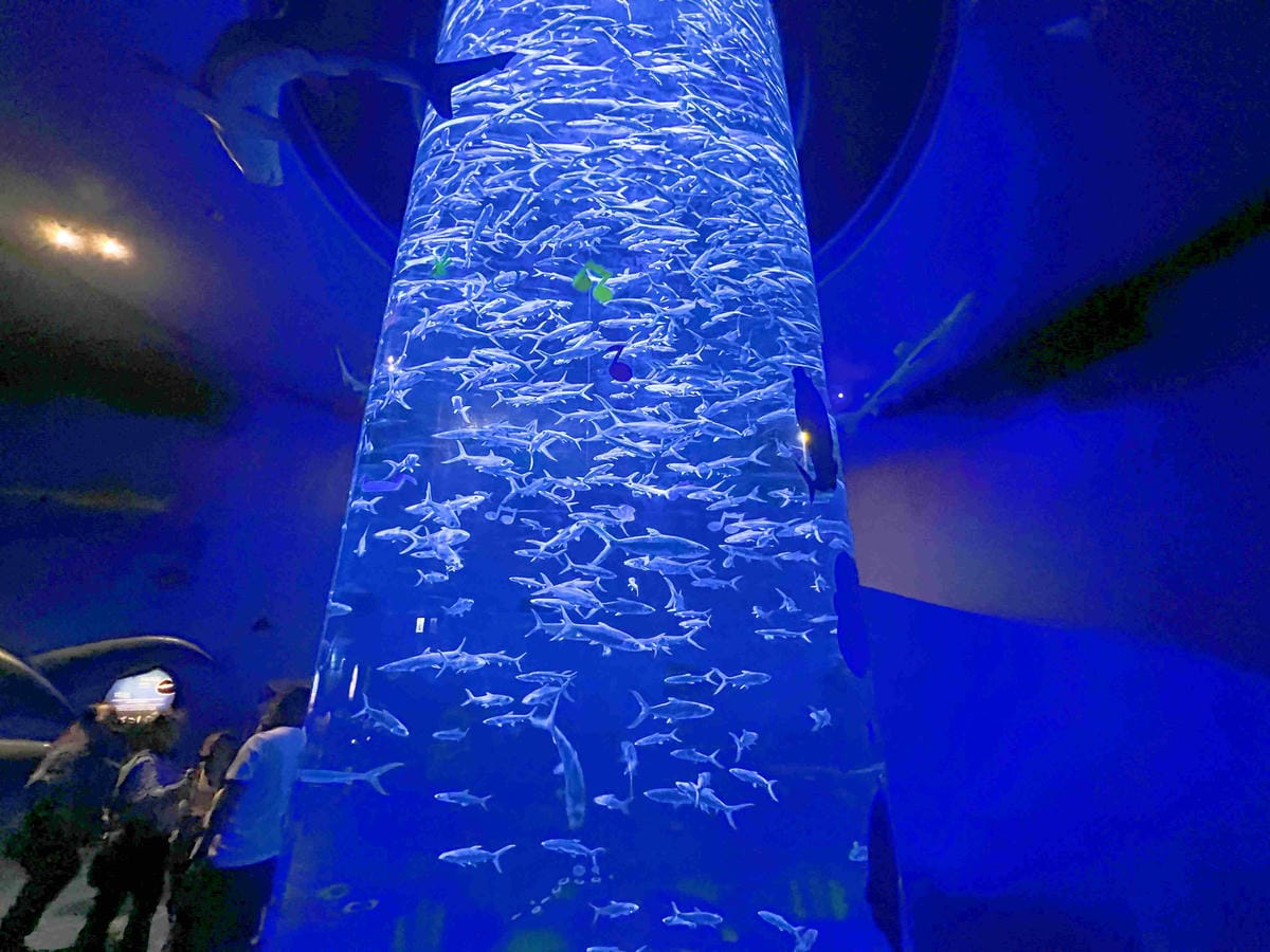 香港海洋公園 (47).jpg 香港海洋公園 (47).jpg