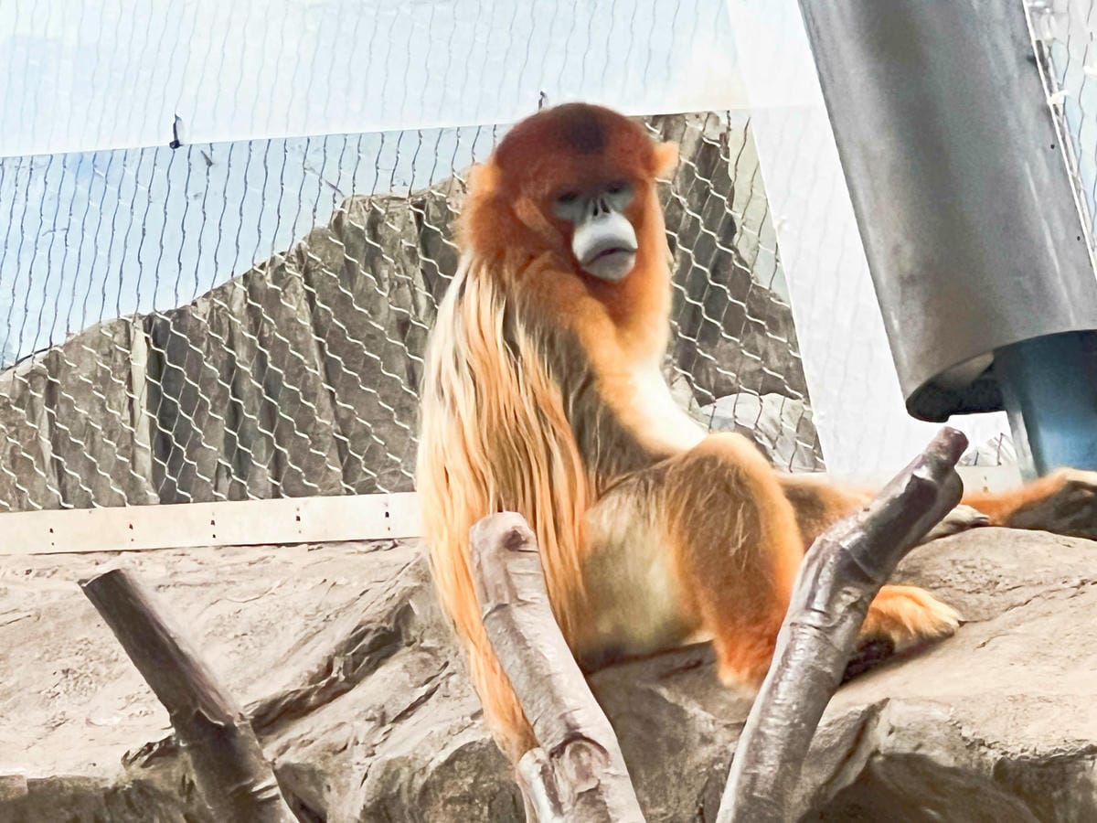 香港海洋公園 (66).jpg 香港海洋公園 (66).jpg