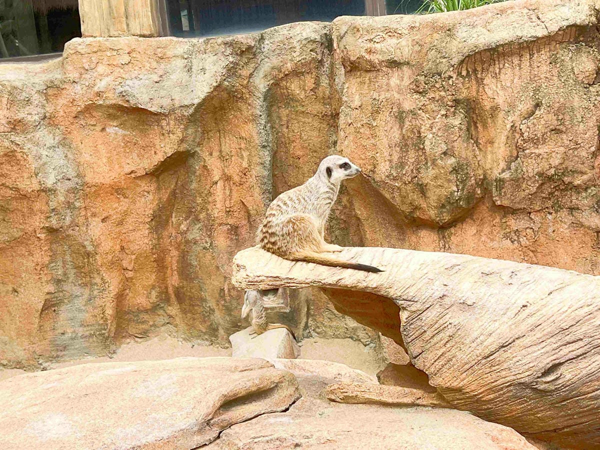 香港海洋公園 (115).jpg 香港海洋公園 (115).jpg