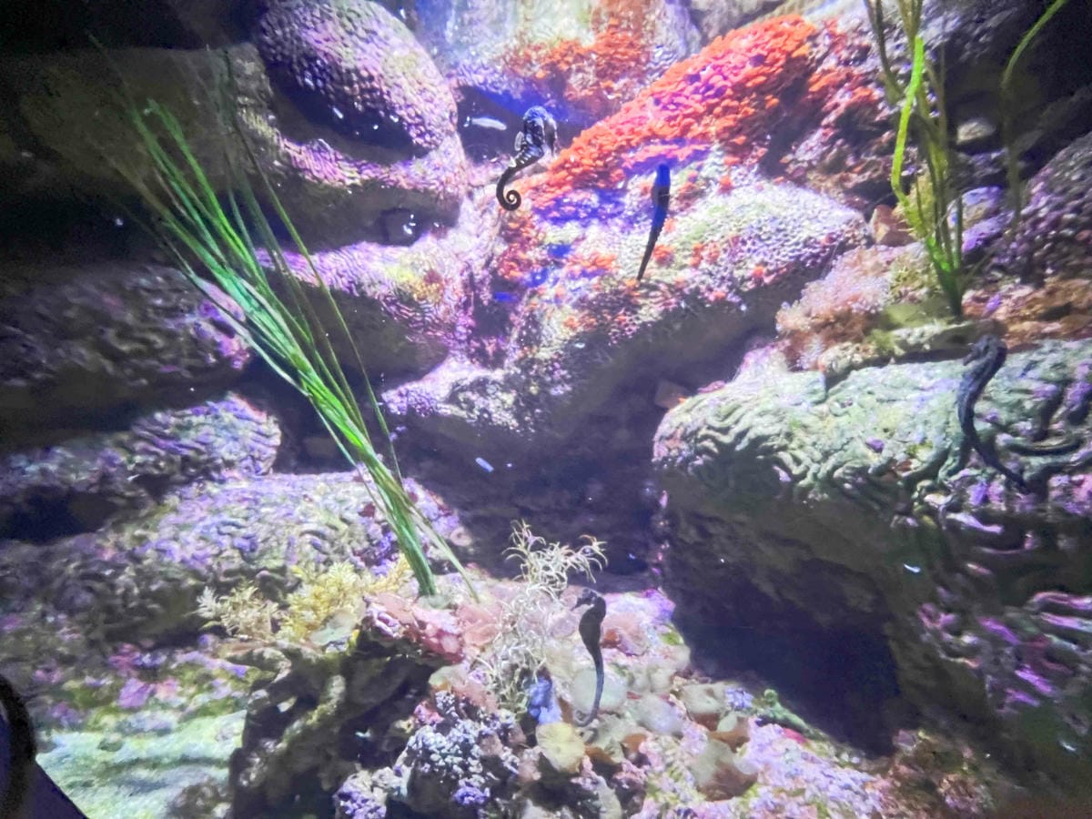 香港海洋公園 (39).jpg 香港海洋公園 (39).jpg