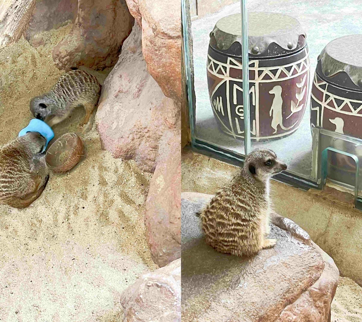 香港海洋公園 (108).jpg 香港海洋公園 (108).jpg