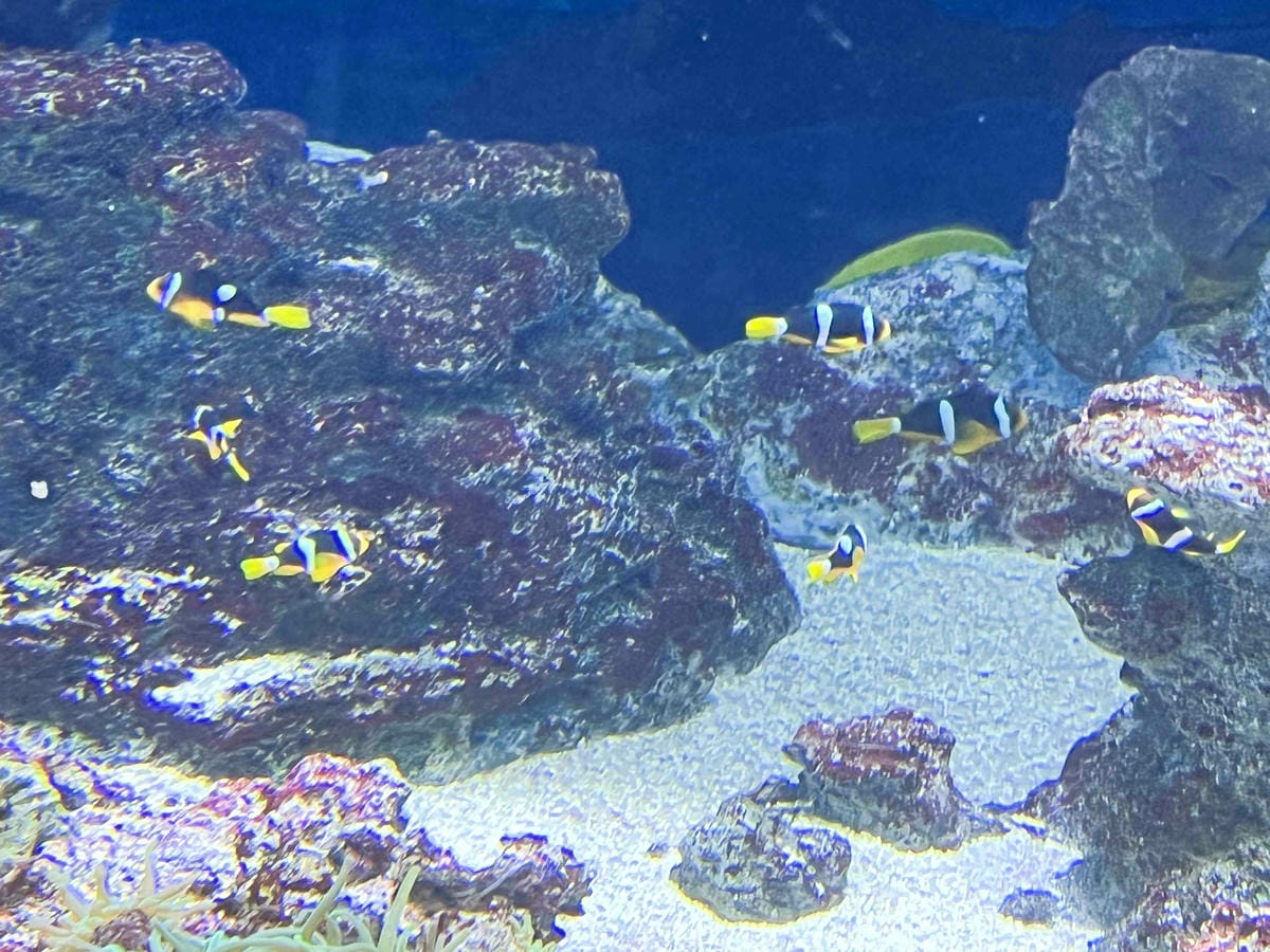 香港海洋公園 (35).jpg 香港海洋公園 (35).jpg