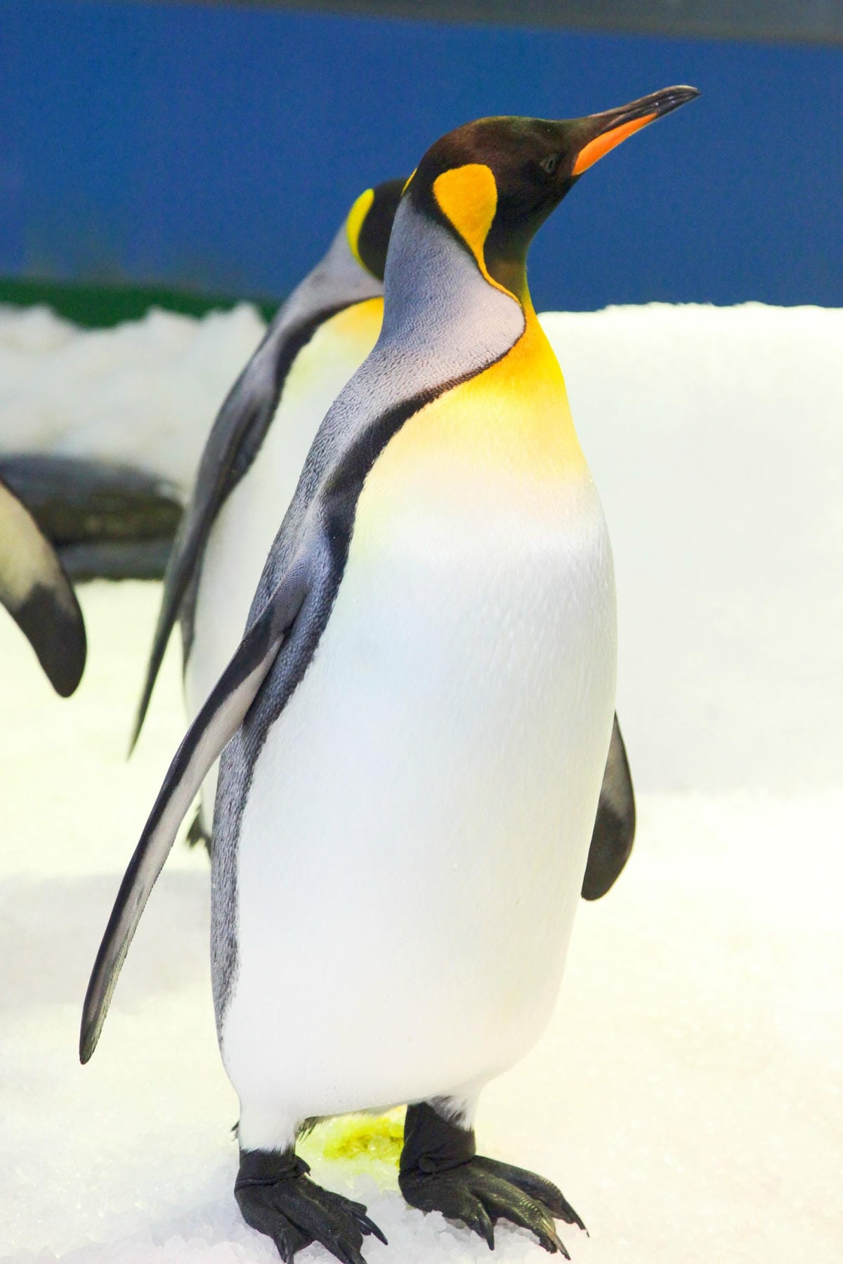 香港海洋公園 (21).jpg 香港海洋公園 (21).jpg