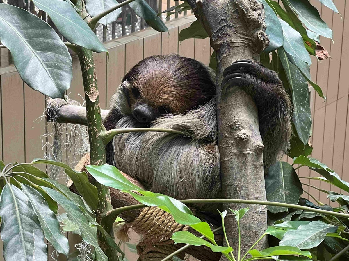 香港海洋公園 (136).jpg 香港海洋公園 (136).jpg