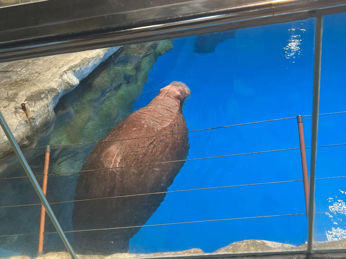 香港海洋公園 (174).jpg 香港海洋公園 (174).jpg